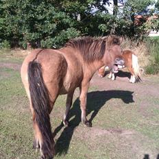 Islænder Olga fra Jespersgaarde