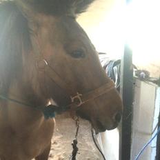 Islænder Olga fra Jespersgaarde