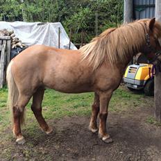 Islænder Stjarni fra Østrup *BULLER*