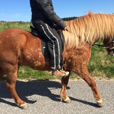 Islænder Stjarni fra Østrup *BULLER*