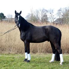 Dansk Varmblod Lyngbakgaard's Narcoh