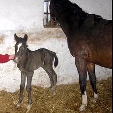 Dansk Varmblod Lyngbakgaard's Narcoh