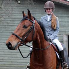 Dansk Varmblod Carneval G