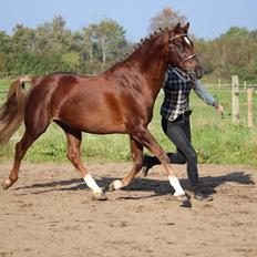 Welsh Partbred (Sec F) Fiango W