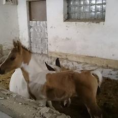 Pinto Ponygaardens Miss Mercy