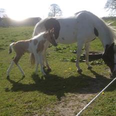 Pinto Ponygaardens Miss Mercy