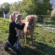 Anden særlig race Kildens Turbo Tim *mikrohest*