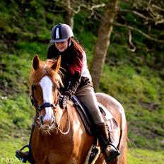 Anden særlig race Nelly Soleil [Himmelhest]