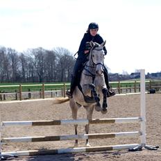 Dansk Varmblod Hip-Hop's La Grenouille