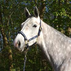 Dansk Varmblod Hip-Hop's La Grenouille