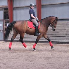 Oldenborg Lyna Bedsted