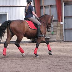 Oldenborg Lyna Bedsted