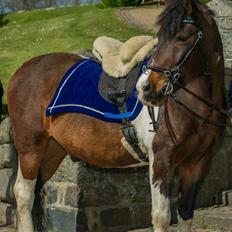 Pinto /Islænder   Futte