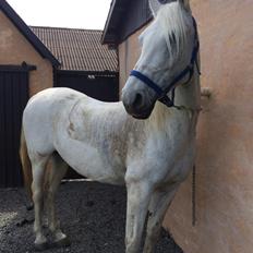 Shagya Araber (SH) Bounty