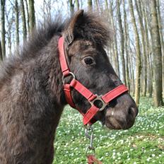 Miniature I am isabella