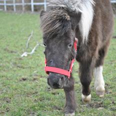 Miniature I am isabella