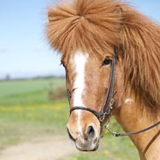 Islænder Lysa fra Søgården