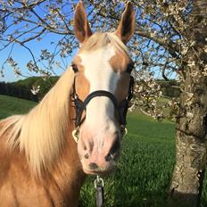 Palomino Crowns Chamberlain