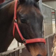 Hollandsk Varmblod Zazoe