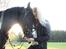 Irish Cob Fanny. ..solgt 