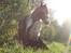 Irish Cob Fanny. ..solgt 