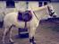 Welsh Pony (sec B) SKOVBJERGS BLAI