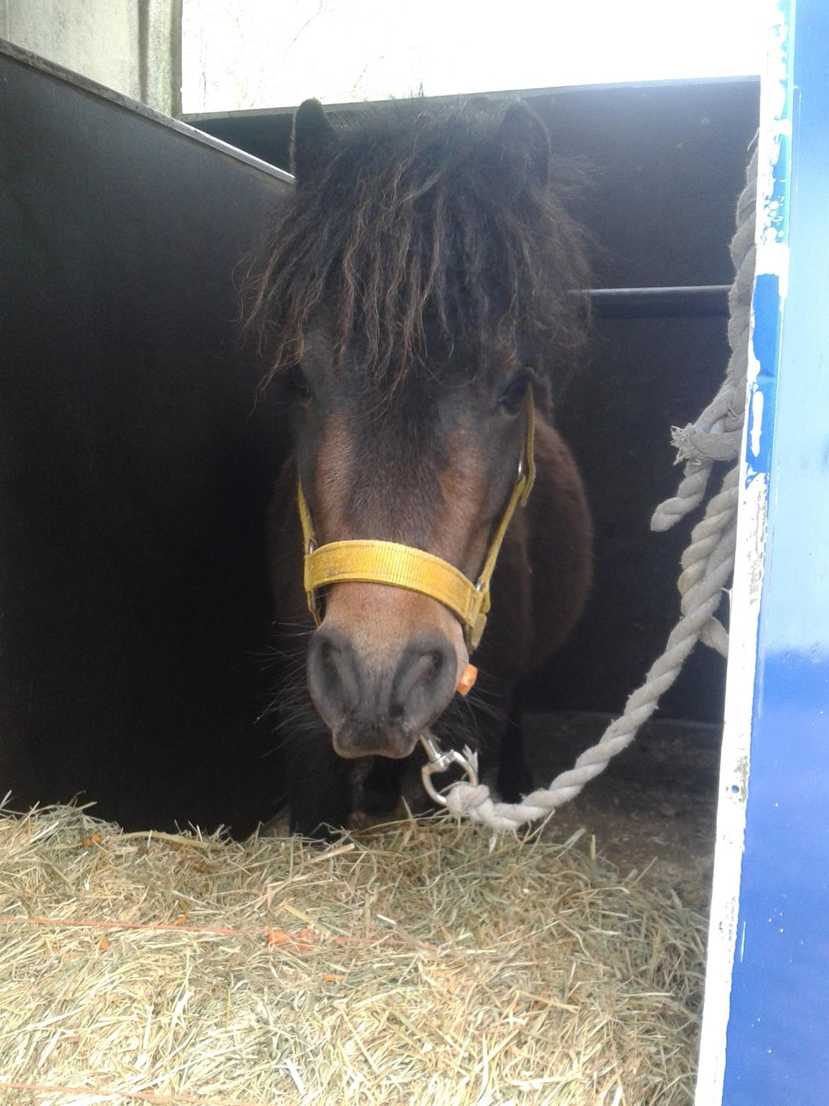 Anden særlig race Tobisen - Traileren <3  billede 7