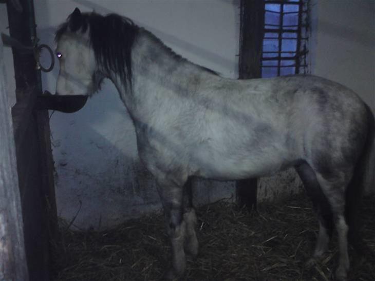 Anden særlig race Karlo (rider ham) billede 5