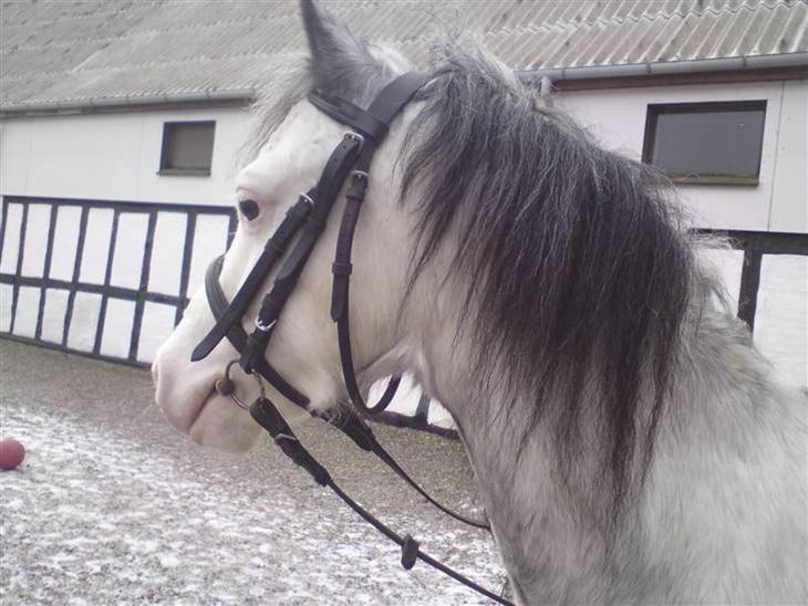 Anden særlig race Karlo (rider ham) billede 6