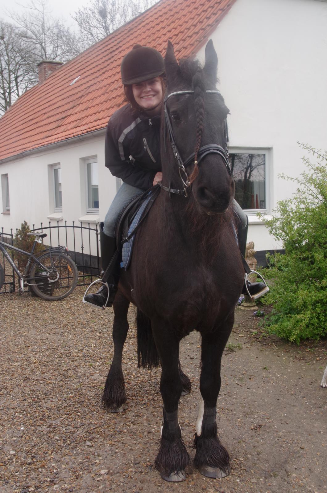 Frieser Rocky Van het zand( himmelhest) :( - Den mest fantastiske friserfyr  billede 17