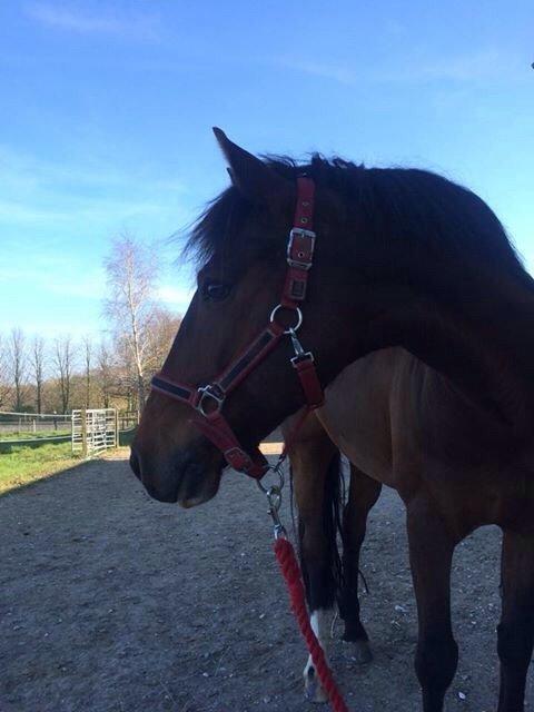 Tysk Sportspony Capper billede 14