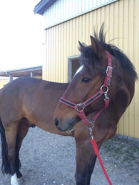 Tysk Sportspony Capper billede 13