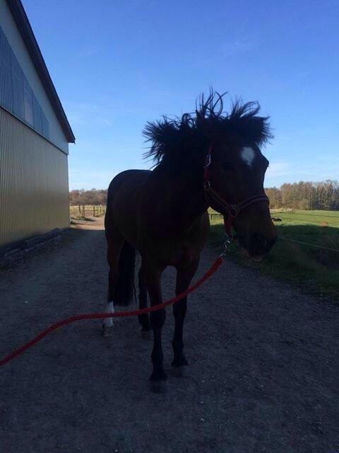 Tysk Sportspony Capper billede 15