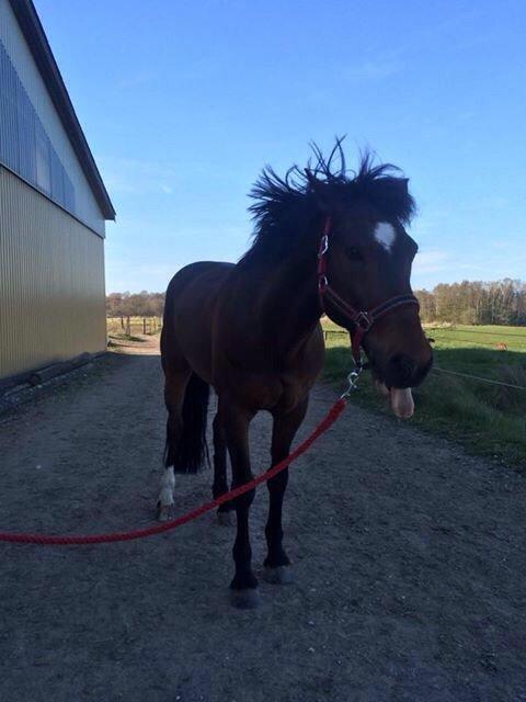 Tysk Sportspony Capper billede 16