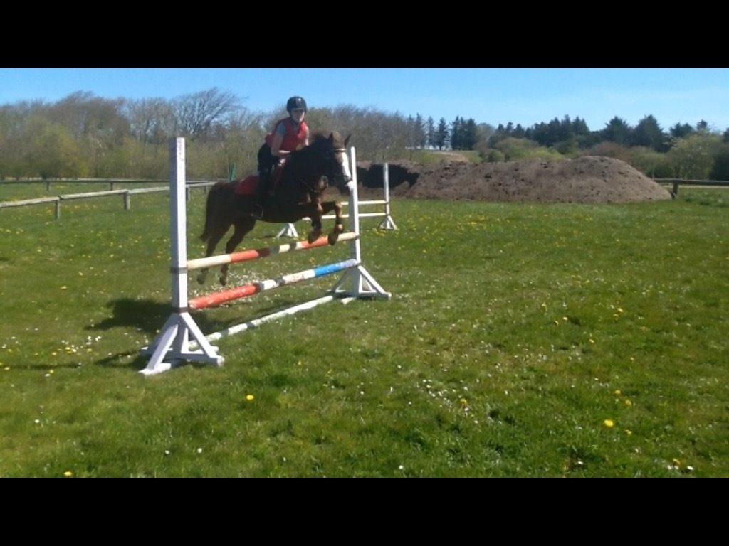 Anden særlig race Hanna Montana - Udendørs træning -  Maj 2015 billede 5