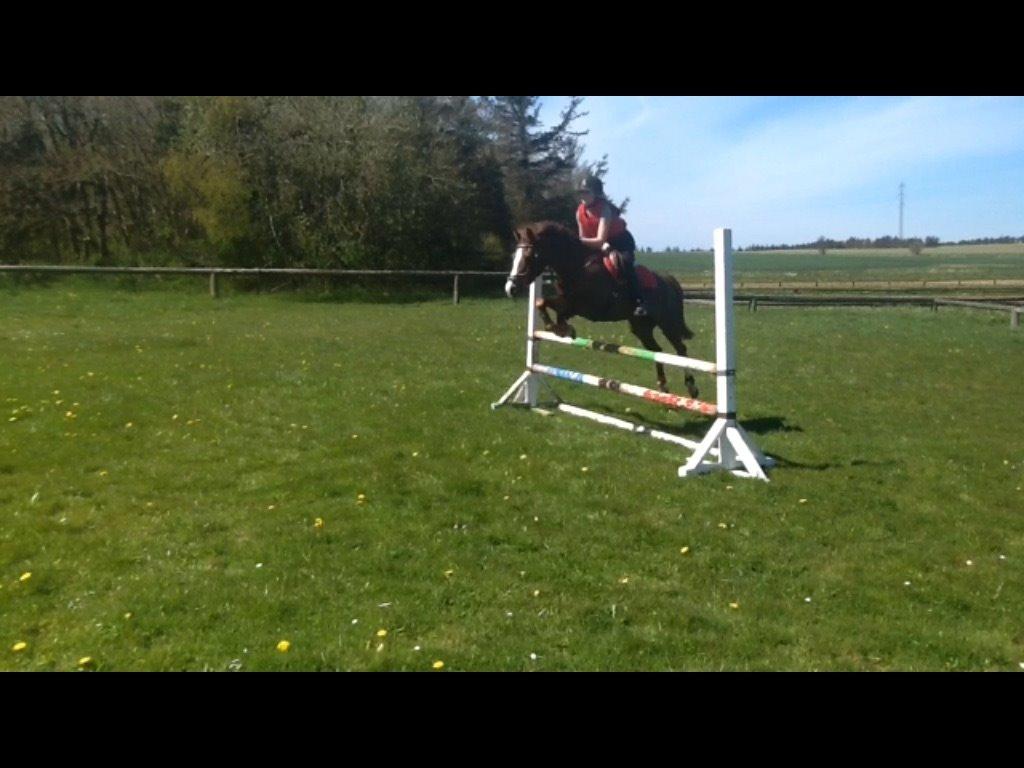 Anden særlig race Hanna Montana - Udendørs træning - Maj 2015 billede 6