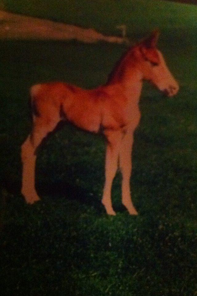 Frederiksborg Scharlif Brødholt - min stjerne! <3 - Scharlif som baby <3 billede 6