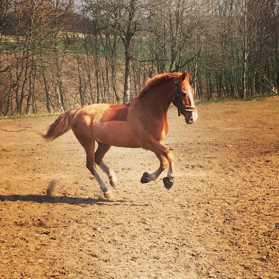 Frederiksborg Scharlif Brødholt - min stjerne! <3 - Scharlif Brødholt - min stjerne <3 billede 1