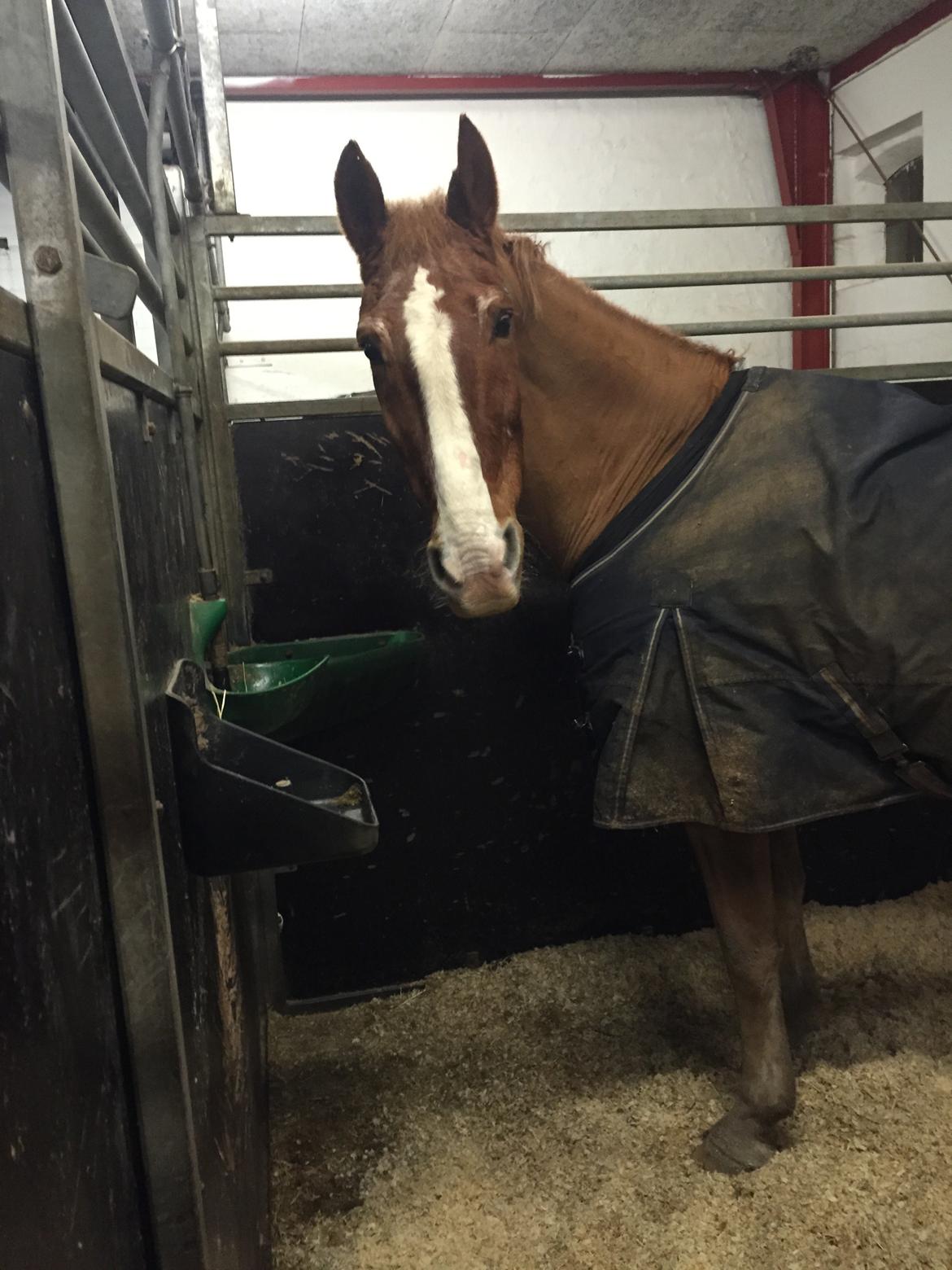 Frederiksborg Scharlif Brødholt - min stjerne! <3 - Scharlif i sin boks :) billede 4