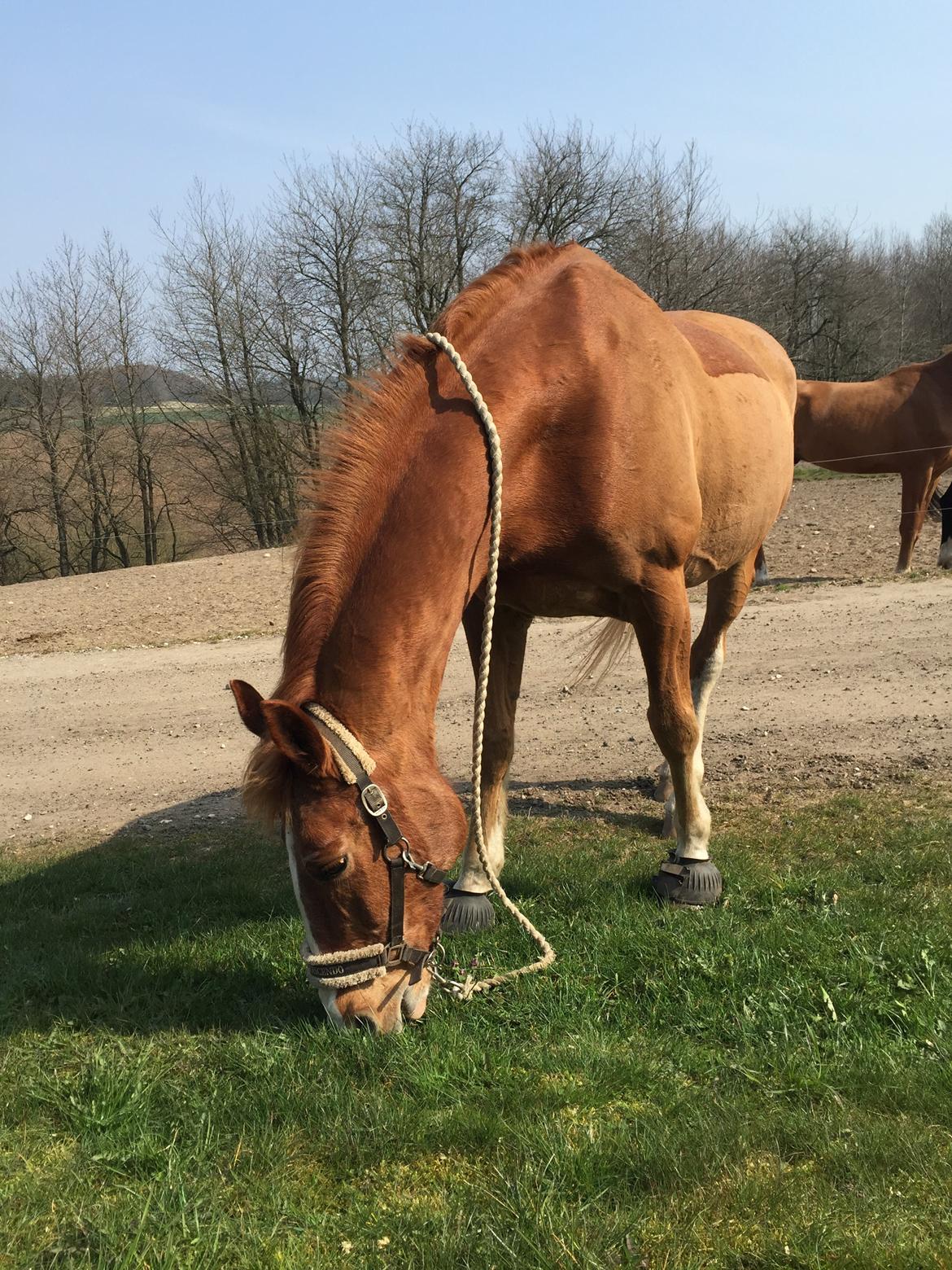 Frederiksborg Scharlif Brødholt - min stjerne! <3 - Hygge med Scharlif <3 billede 12
