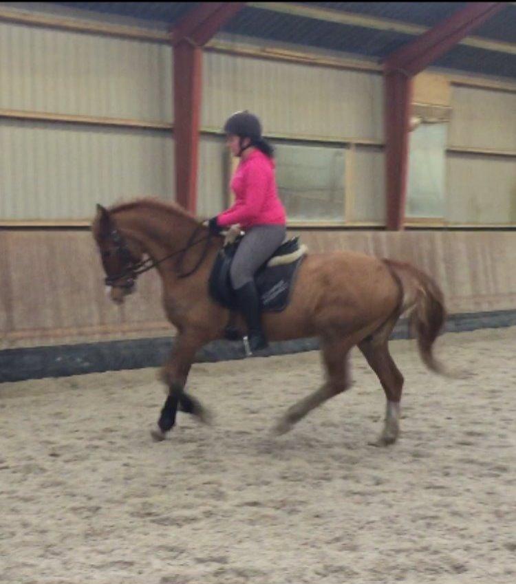 Frederiksborg Scharlif Brødholt - min stjerne! <3 - Dressur.  billede 11