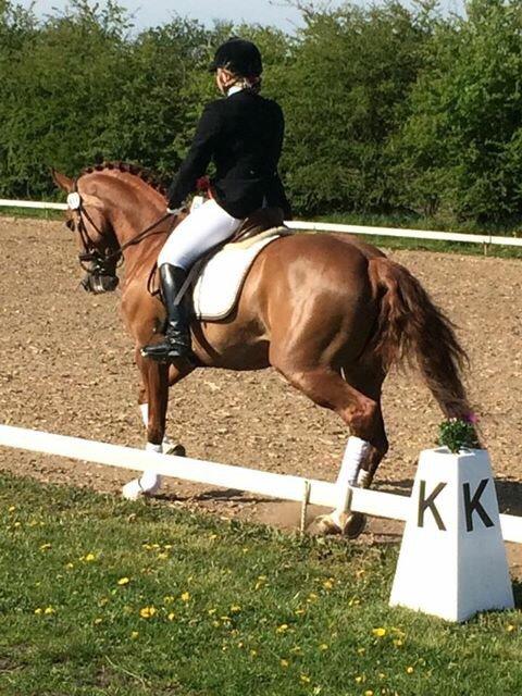 Dansk Varmblod Shipira billede 1