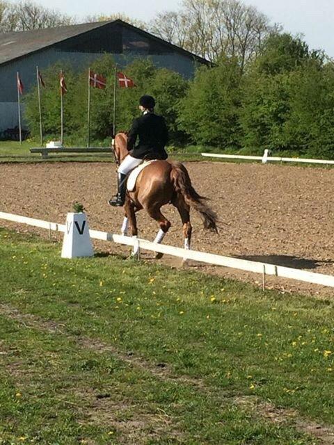 Dansk Varmblod Shipira billede 4