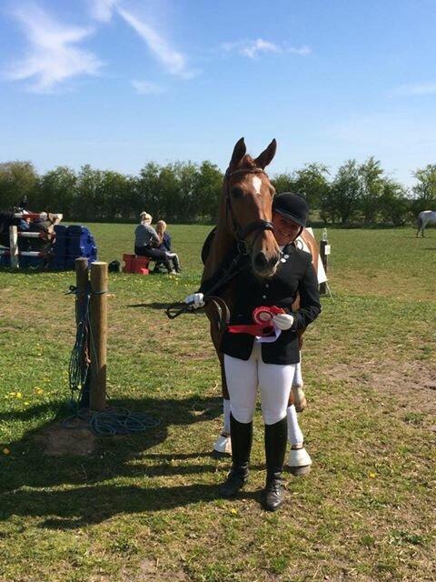 Dansk Varmblod Shipira billede 5