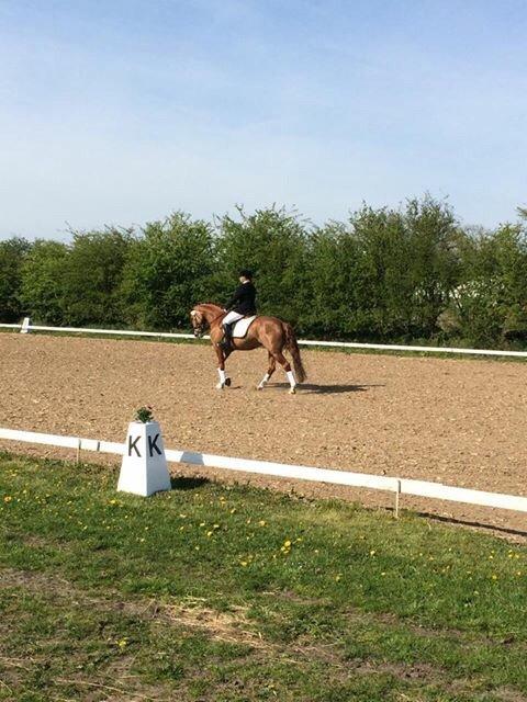 Dansk Varmblod Shipira billede 6