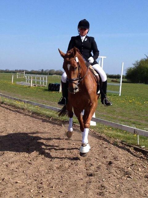 Dansk Varmblod Shipira billede 7