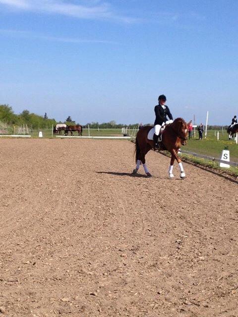 Dansk Varmblod Shipira billede 8