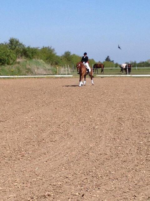 Dansk Varmblod Shipira billede 9