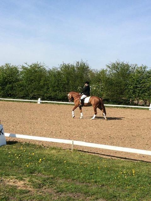 Dansk Varmblod Shipira billede 11