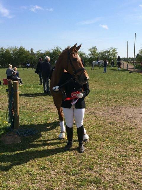 Dansk Varmblod Shipira billede 12